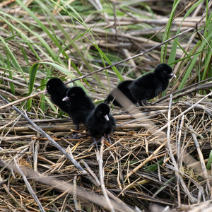 Clapper Rails chicks in Plumb Beach, Brooklyn, in 2020. In 2020, Breeding Bird Atlasers confirmed breeding Clapper Rails in the marshes of Brooklyn, Queens, and Staten Island. Photo: <a href="https://www.flickr.com/photos/144871758@N05" target="_blank" >Ryan F. Mandelbaum</a>