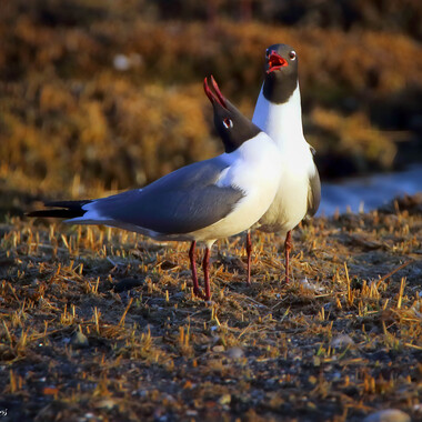 Laughing Gulls nest in good numbers in Jamaica Bay's Joco Marsh, but are found throughout the City in the summertime. Photo: <a href="https://www.flickr.com/photos/51819896@N04/" target="_blank">Lawrence Pugliares</a>