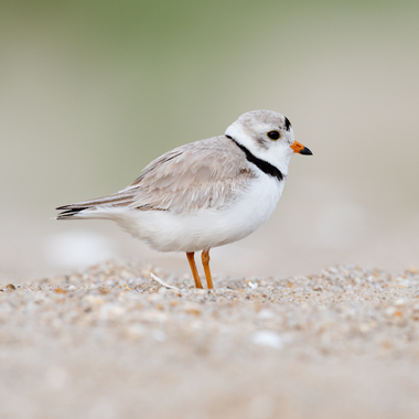 Piping Plover. Photo: Harry Collins / Getty Images