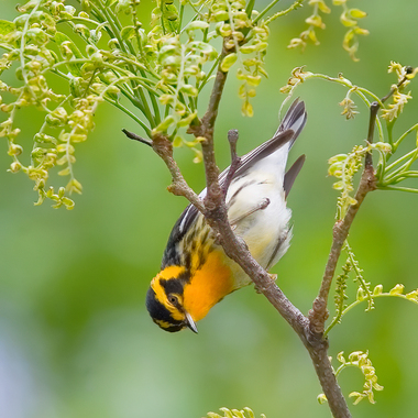 Blackburnian Warblers are highly sought after by birders, when they migrate through New York City. Photo: <a href="https://www.lilibirds.com/" target="_blank" >David Speiser</a>