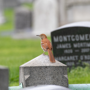 Good views of migrants such as this Brown Thrasher are often available as they stop through the open grounds of Green-Wood Cemetery. Photo: <a href="https://www.flickr.com/photos/144871758@N05/" target="_blank">Ryan F. Mandelbaum</a>