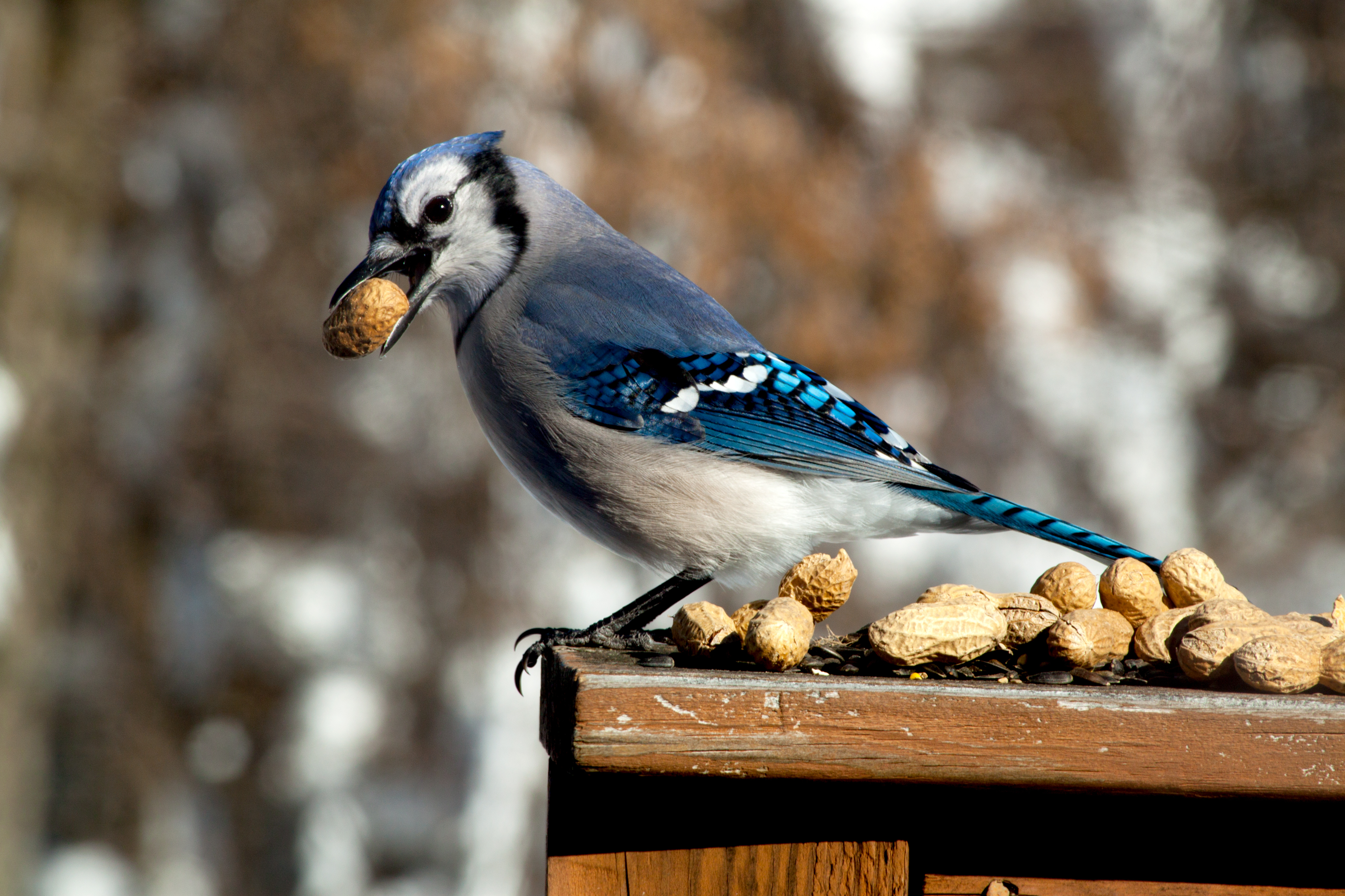 Blue Jay. Photo: Terri Cofiell/Great Backyard Bird Count