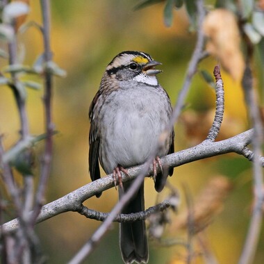 The White-throated Sparrow, known for its sweet, plaintive song, spends the winter in New York City. It is the most frequently found collision victim here since 1997, according to Project Safe Flight data. Photo: John Pizniur/Great Backyard Bird Count