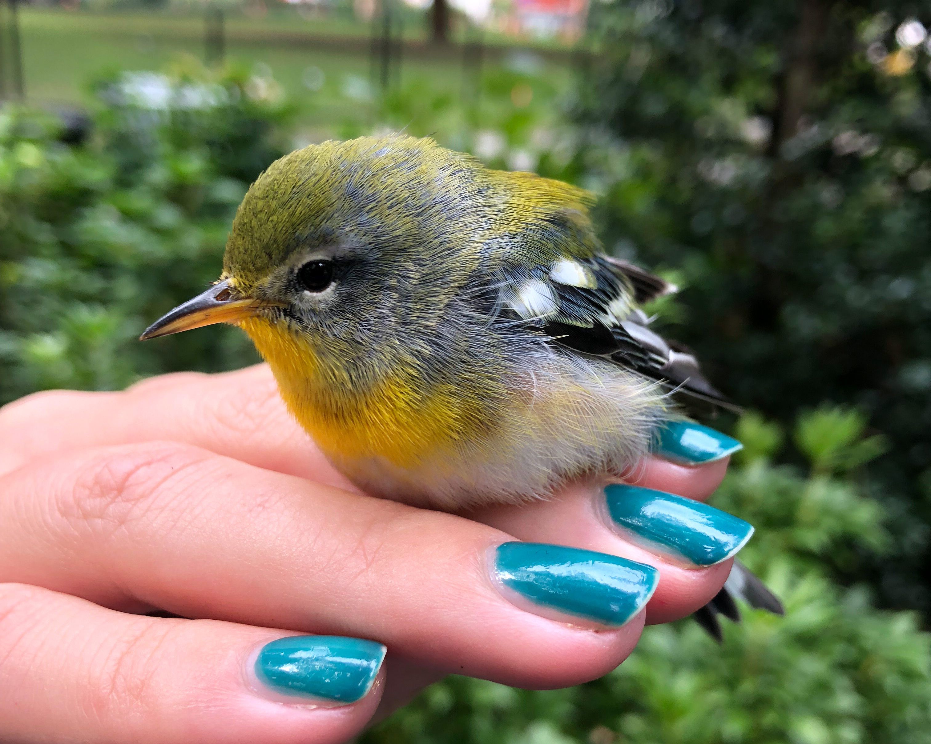 ￼This Northern Parula was found stunned in Manhattan’s Flatiron District. Conservation Biologist Kaitlyn Parkins helped it safely recover at the office before releasing it back into the wild in Madison Square Park, pictured here. Photo: NYC Audubon