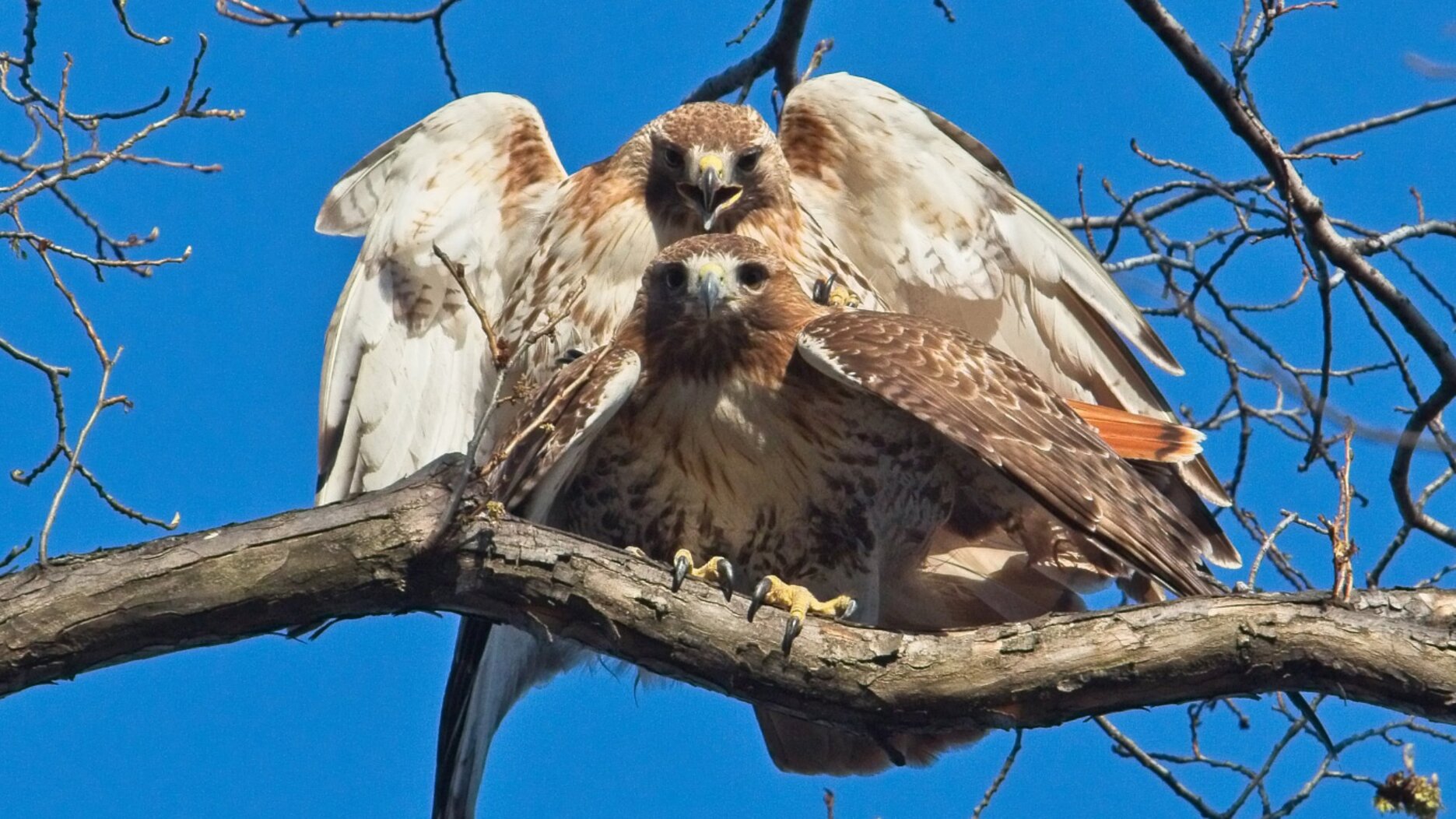 Red-tailed Hawks in Tree at Tompkins Square Park. Photo: <a href="http://www.gogginphotography.com/" target="_blank">Laura Goggin</a>