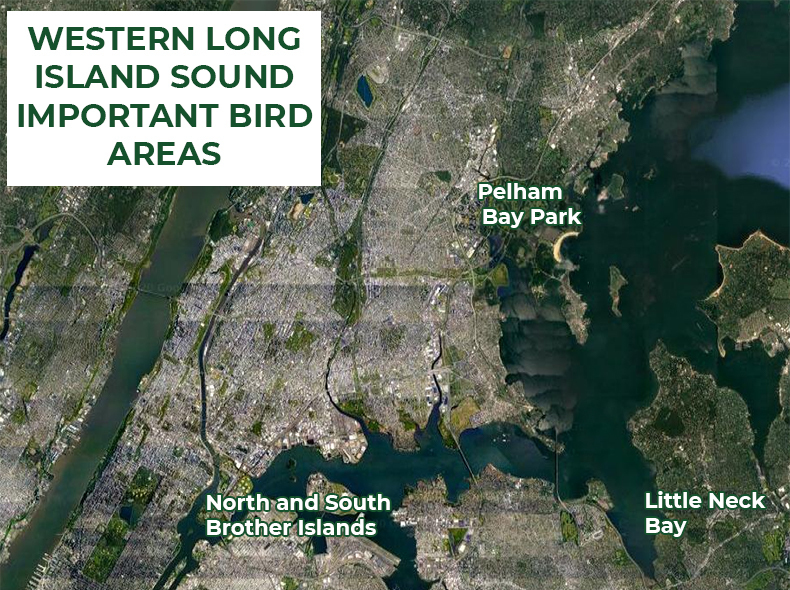 Three sections of western Long Island Sound have been recognized as “Important Bird Areas”: North Brother and South Brother islands, two of the islands used for breeding by long-legged wading birds in the City’s waters; Pelham Bay Park, which provides habitat for the city’s remaining breeding forest and wetland species as well as for migrants; and Little Neck Bay to Hempstead Harbor in Nassau County, an important waterfowl wintering area. Photo courtesy of Google Maps