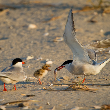 Common Terns nest on several beaches of the Rockaways, on marsh islands around Jamaica Bay, in the Bronx’s Pelham Bay Park, on the South Shore of Staten Island, and on several decommissioned piers on the southeast end of Governors Island. Photo: <a href="http://www.fotoportmann.com/" target="_blank" >François Portmann</a>