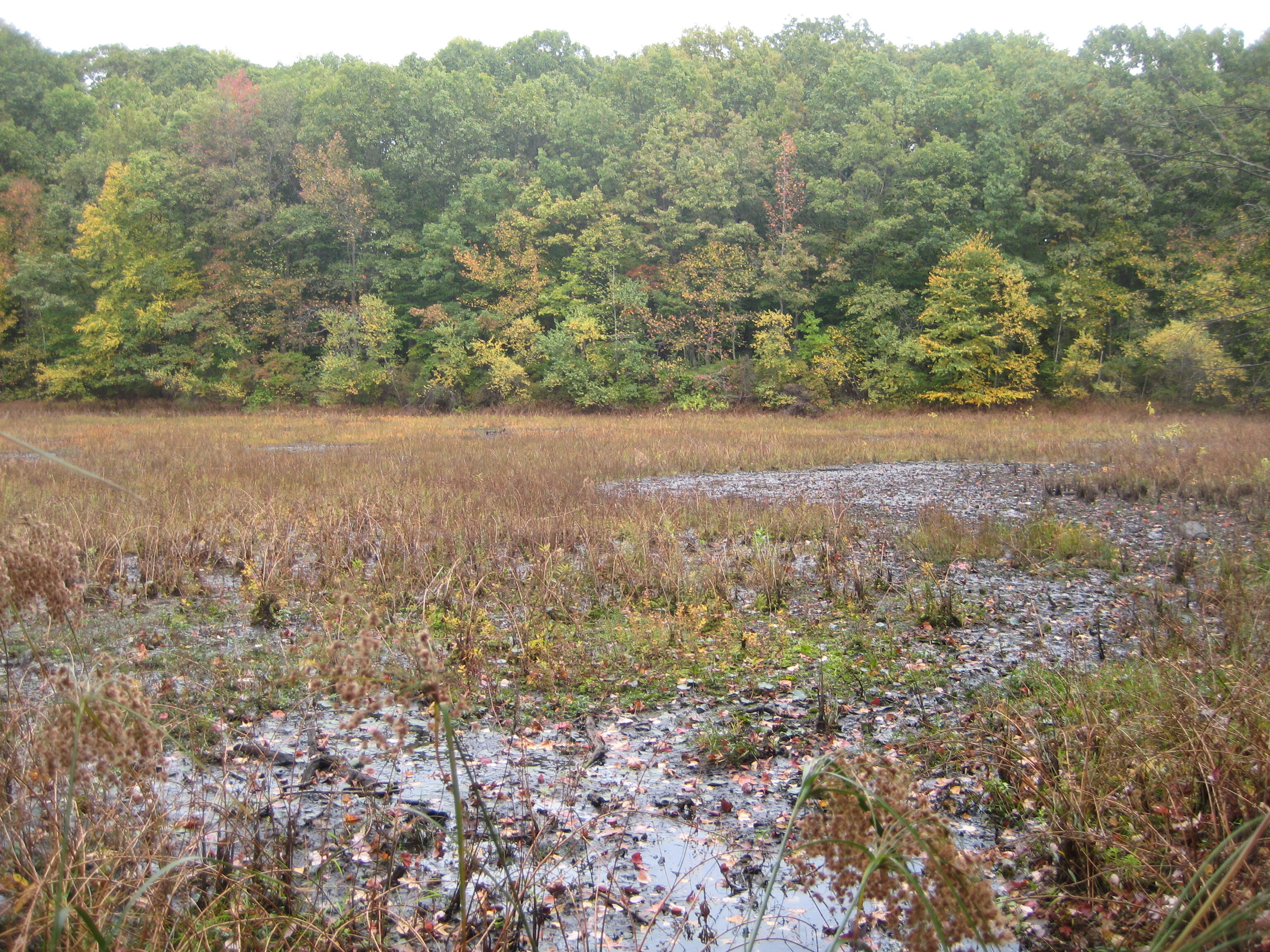 Staten Island hosts a great variety of protected wetland habitats including ponds, streams, bogs, and marsh. <a href="https://www.flickr.com/photos/turducken/10369833635" target="_blank" >Photo</a>: TheTurducken/<a href="https://creativecommons.org/licenses/by-nc/2.0/" target="_blank" >CC BY 2.0</a>