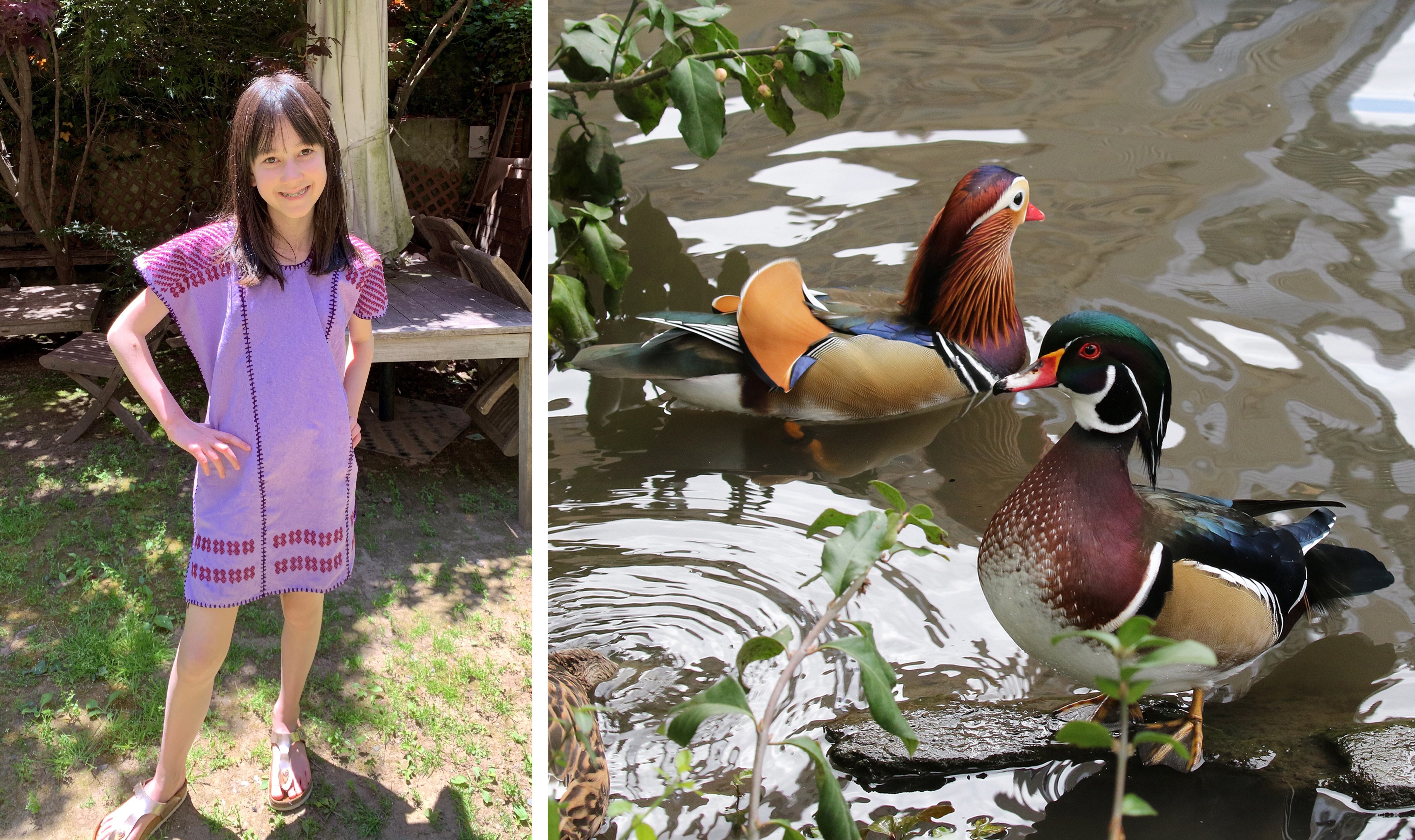 At 8 years old, Thu Lan Perales-Nguyen (now 11) correctly disinguished the exotic Mandarin Duck drake (left) from the native Wood Duck drake (right). Photos: Hong Nguyen, Melody Andres