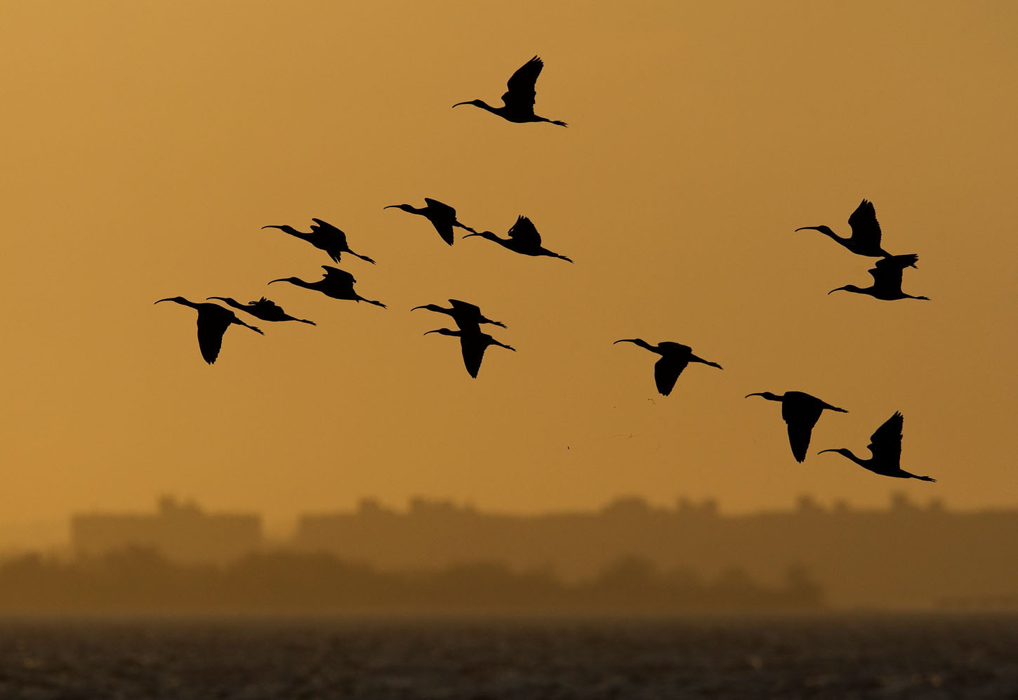 Glossy Ibis were among the first wading birds to breed in New York City in the 1970s, after many decades of absence. Photo: <a href="http://www.fotoportmann.com/" target="_blank" >François Portmann</a>