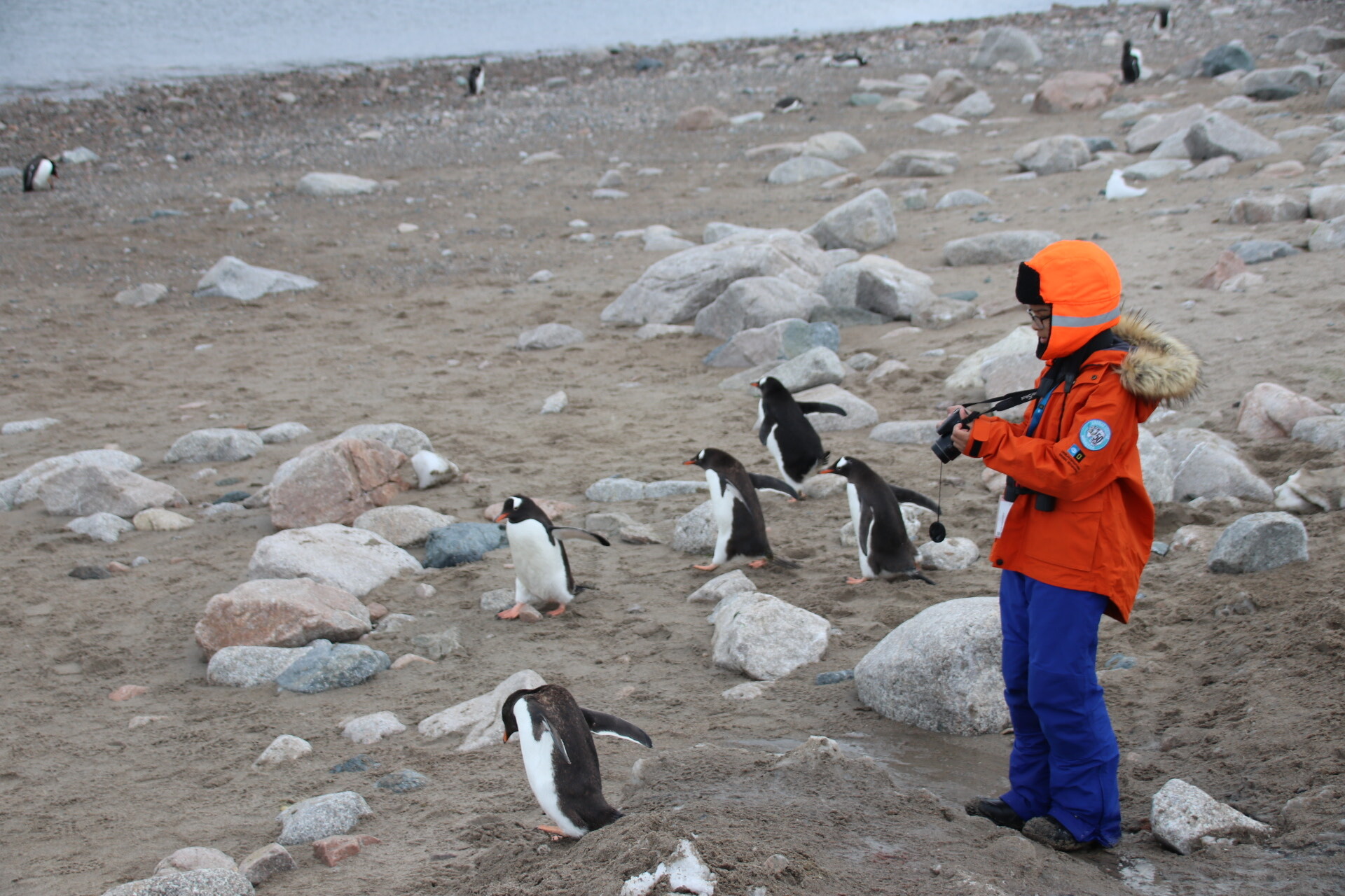 John Dean meets a colony of Gentoo (pronounced “JEN-too”) Penguins, which live in Antarctica and on the islands of the Southern Cone. Photo: Steven Dean