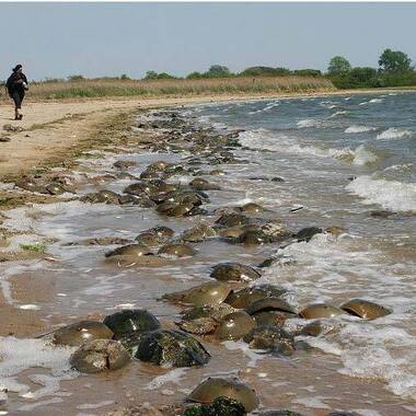 Atlantic Horseshoe Crabs in a spawning frenzy in Jamaica Bay. Photo: <a href="https://www.facebook.com/don.riepe.14" target="_blank" >Don Riepe</a>

