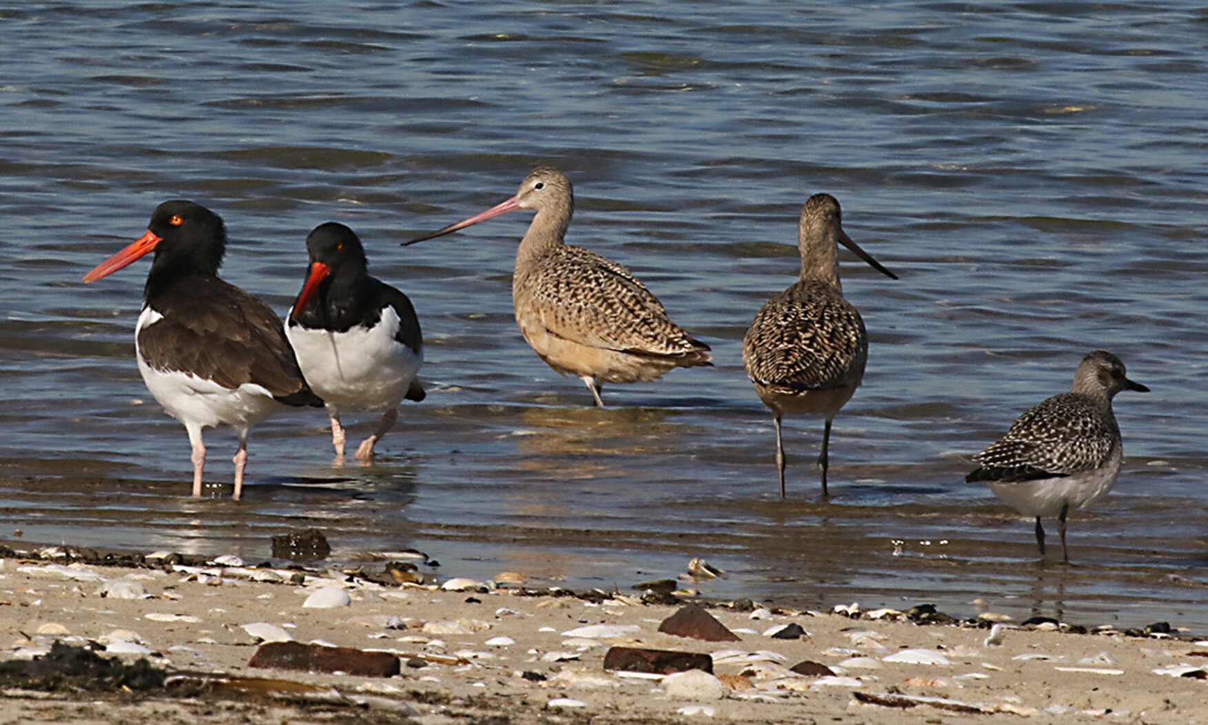 Marbled Godwits mingle with American Oystercatchers and a Black-bellied Plover in the Jamaica Bay Wildlife Refuge. Photo: Don Riepe