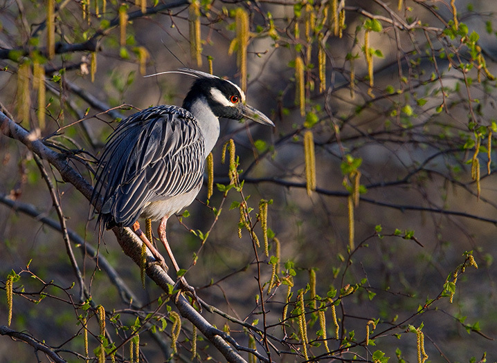 A Yellow-crowned Night-Heron rests in the branches overhanging Big John's Pond. Photo: <a href="https://www.fotoportmann.com/" target="_blank">François Portmann</a>