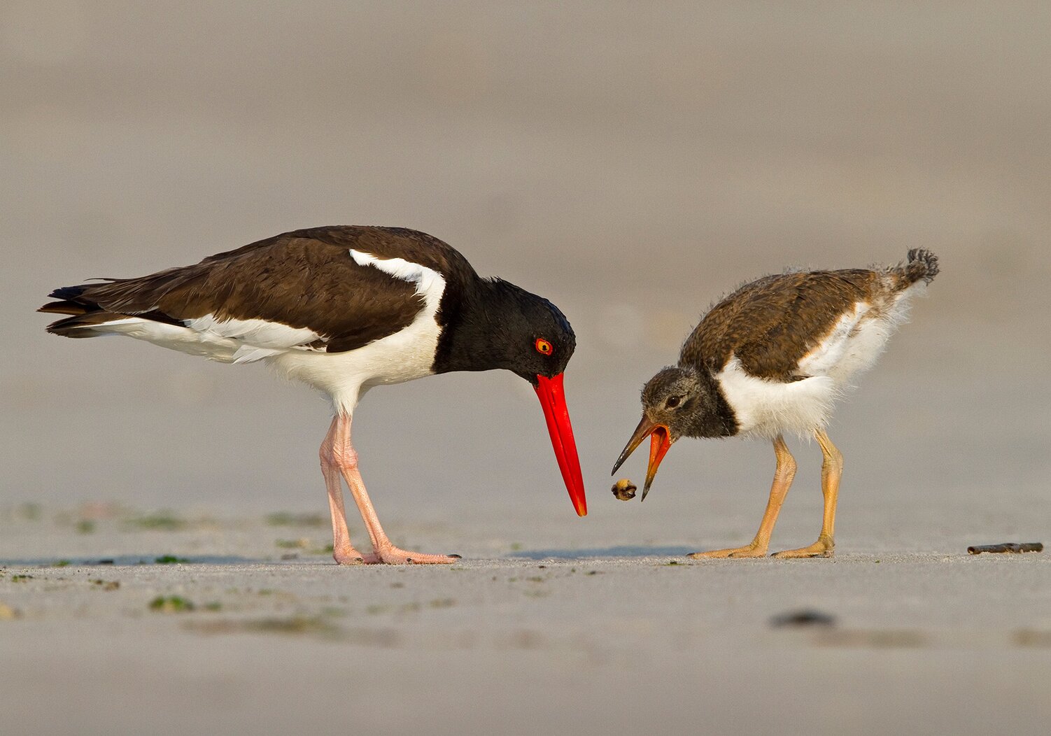 An American Oystercatcher and its chick at Fort Tilden. Photo: François Portmann