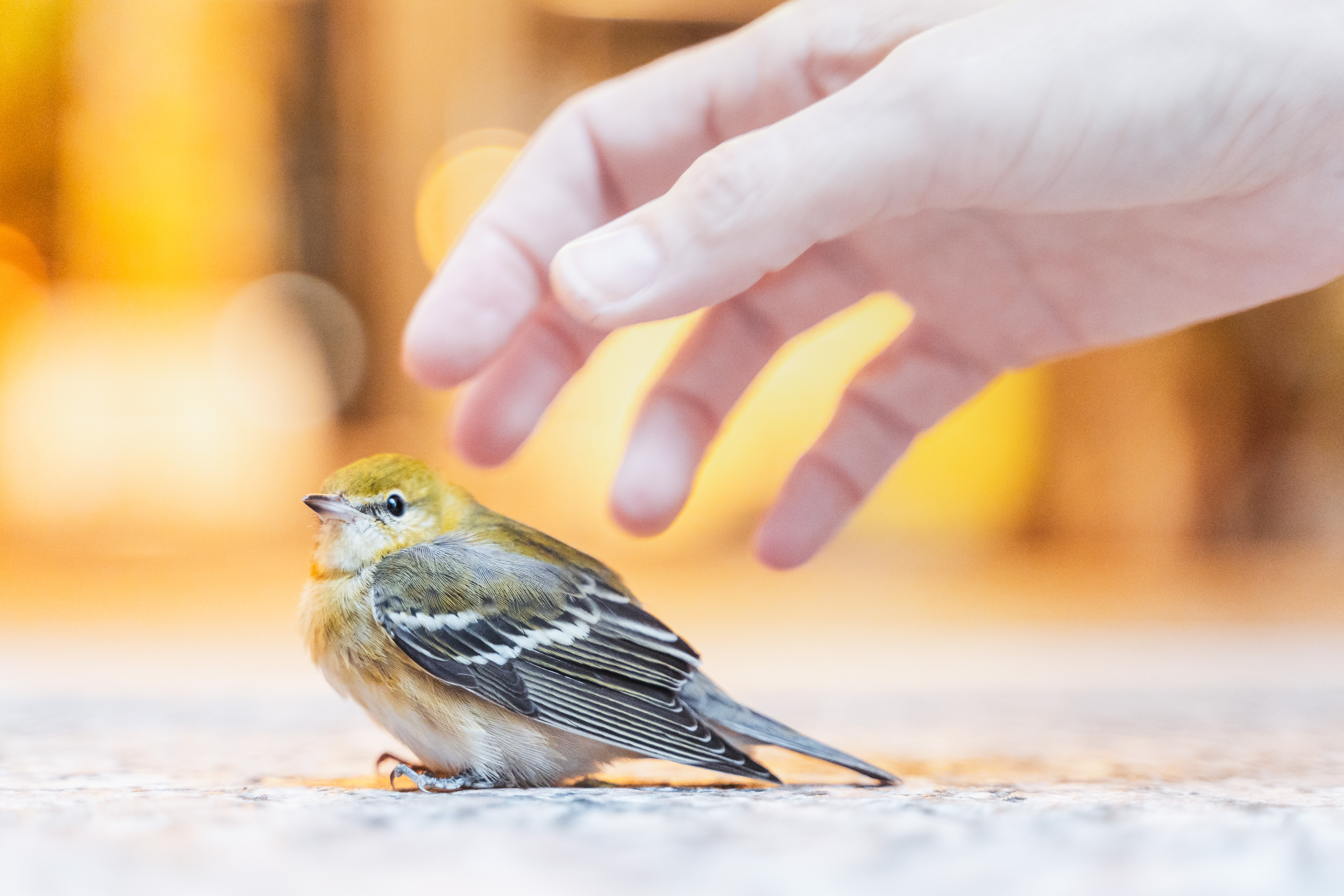 A Bay-breasted Warbler, stunned after colliding with a window at Brookfield Place, remains motionless as the hand of a Project Safe Flight volunteer reaches out to contain it. Photo by Winston Qin. 