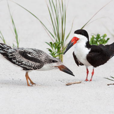 Black Skimmers have abandoned their colonies on the Rockaway Peninsula several times in recent years, possibly due to disturbance by human beach-goers. Photo: <a href="https://www.ellenmichaelsphotos.com/" target="_blank" >Ellen Michaels</a>