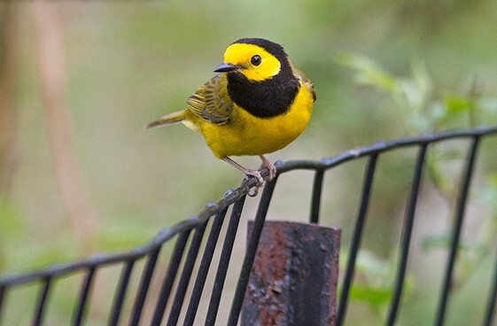 The beautiful Hooded Warbler, though a fairly dependable visitor to the Ramble during migration, always brings birders running to get a good glimpse. Photo: <a href="https://www.pbase.com/btblue" target="_blank">Lloyd Spitalnik</a>