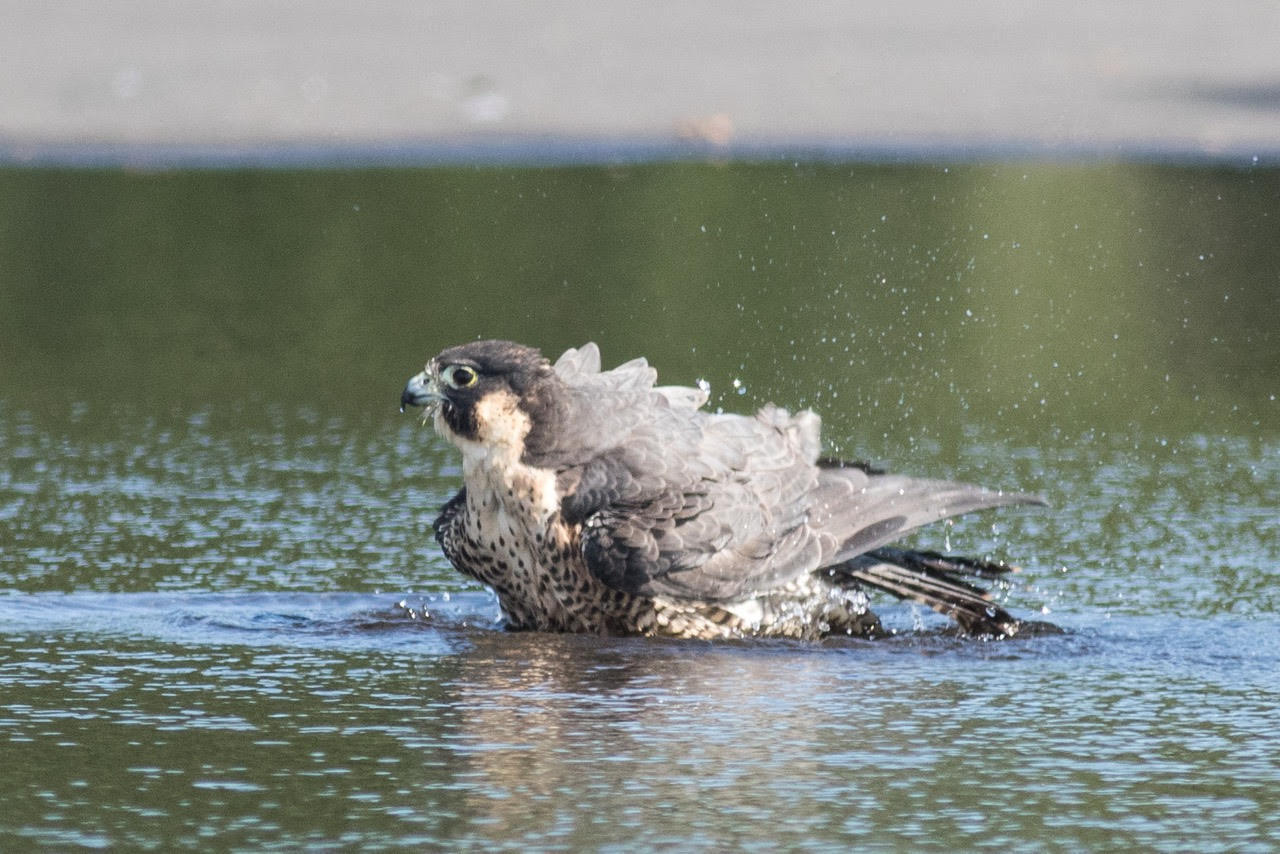 A Peregrine Falcon bathes in a puddle in the Orchard Beach parking lot. Photo: <a href="http://www.cityislandbirds.com" target="_blank">Jack Rothman</a>