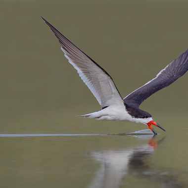 The Black Skimmer’s long lower bill slices through the water; when it touches a fish, the upper mandible snaps shut in a split-second reflex. Photo: <a href="https://www.lilibirds.com/" target="_blank" >David Speiser</a>