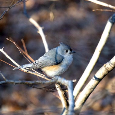 Hundreds of Tufted Titmice, including this one photographed here, were counted during the Christmas Bird Count at Central Park in 2022. Photo: NYC Audubon