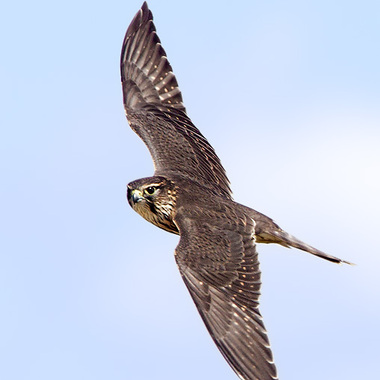 Merlins migrate along the Rockaway Peninsula, sometimes in large numbers, particularly in the Autumn. Photo: <a href="https://www.lilibirds.com/" target="_blank">David Speiser</a>