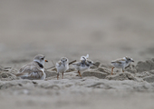 The Piping Plovers of the Atlantic Coast are listed as Threatened federally, and Endangered (the highest threat level, meaning in danger of extinction) in New York State. According to Partners in Flight, the global breeding population of this species consists of only 8,400 individual birds. Photo: <a href="http://www.fotoportmann.com/" target="_blank" >François Portmann</a>