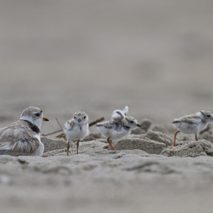 The Piping Plovers of the Atlantic Coast are listed as Threatened federally, and Endangered (the highest threat level, meaning in danger of extinction) in New York State. According to Partners in Flight, the global breeding population of this species consists of only 8,400 individual birds. Photo: <a href="http://www.fotoportmann.com/" target="_blank" >François Portmann</a>