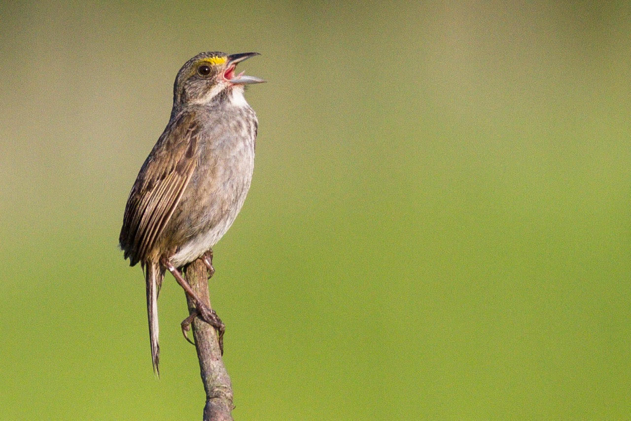 A singing Seaside Sparrow. This declining coastal species may breed in small numbers in Pelham Bay Park. Photo: <a href="http://www.cityislandbirds.com" target="_blank">Jack Rothman</a>