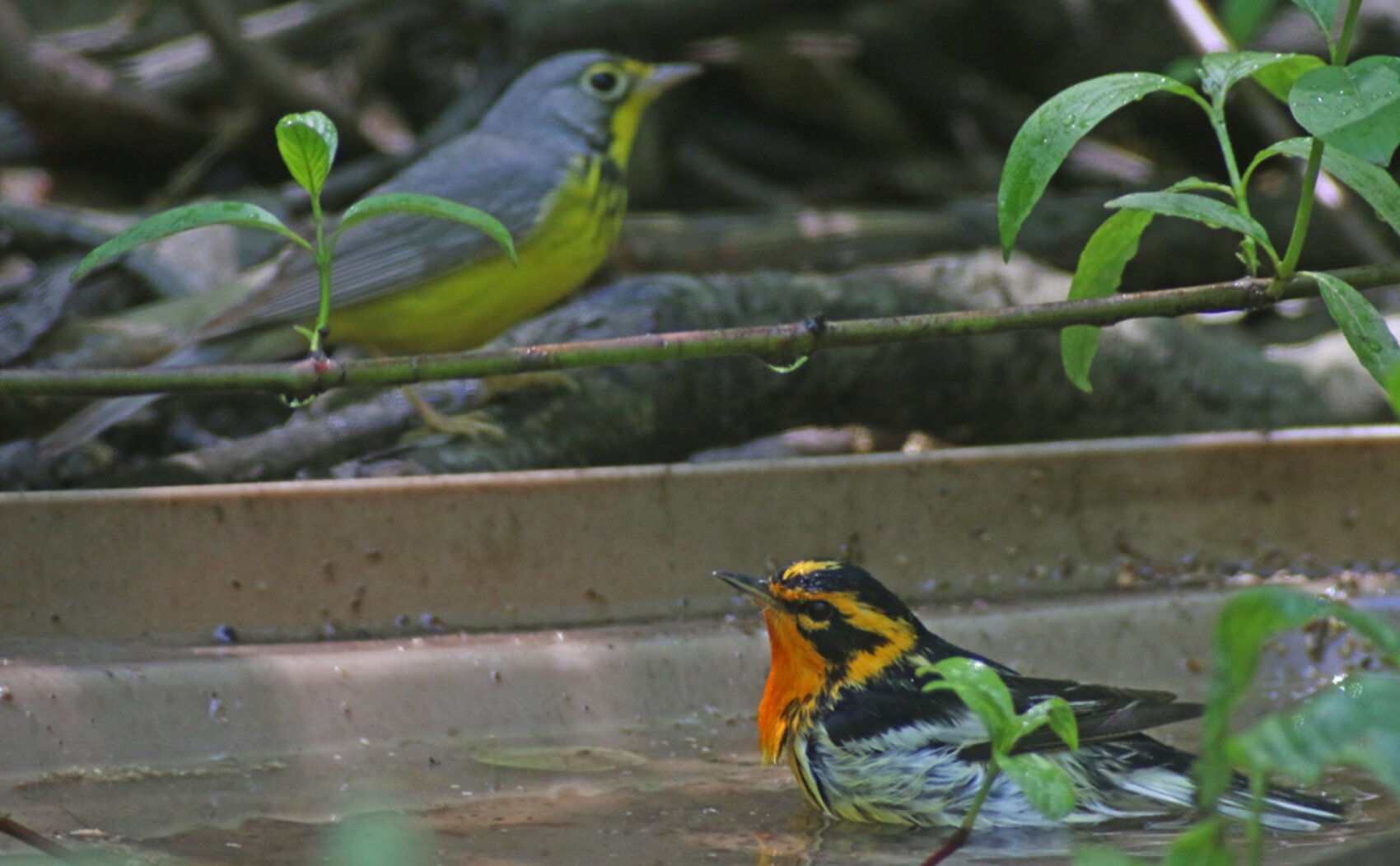 Coveted songbirds like this Blackburnian Warbler and Canada Warbler flock to the Forest Park Water Hole during migration. Photo: <a href="http://www.10000birds.com/author/corey" target="_blank">Corey Finger</a>