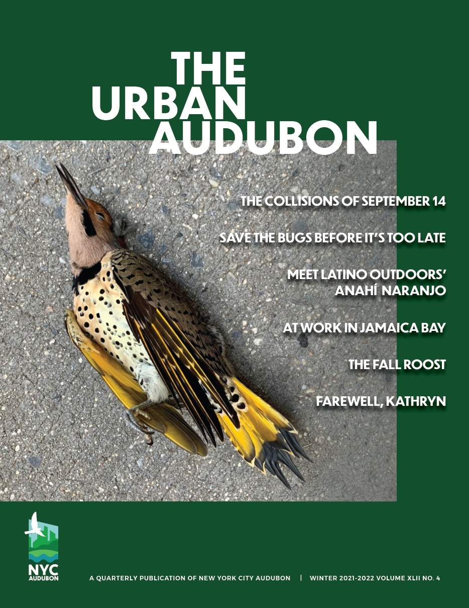 Winter 2021-2022 Urban Audubon cover featuring Northern Flicker killed in a window collision at the World Trade Center. Photo: Melissa Breyer