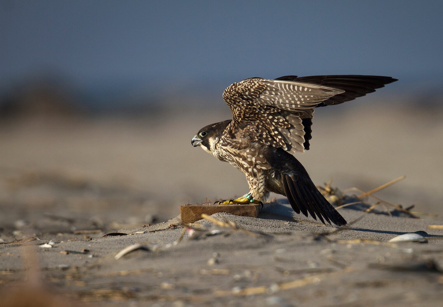 A Peregrine Falcon allights on a Rockaways beach. Photo: François Portmann
