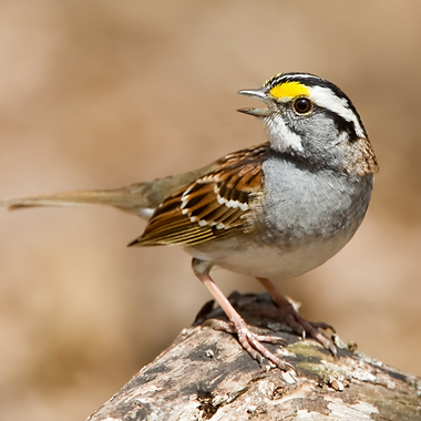 A “white-striped” White-throated Sparrow. Photo: <a href="https://www.lilibirds.com/" target="_blank" >David Speiser</a>