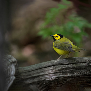 Hooded Warblers feel at home among the fallen logs and rich undergrowth of Forest Park. Photo: <a href="https://www.fotoportmann.com/" target="_blank">François Portmann</a>