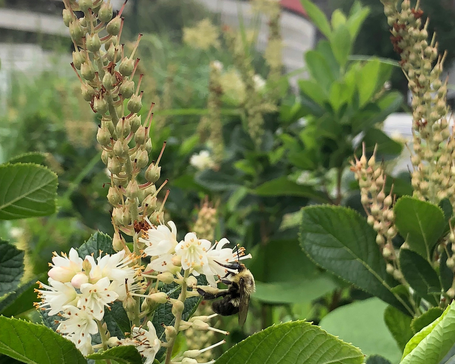 Sweet Pepperbush planted at Justice Avenue attracts pollinators such as bees. Photo: NYC Audubon