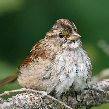 Tan-striped” White-throated Sparrows can be quite drab, as can young birds in the fall. Many collision victims are first-year birds, migrating south for the first time. Photo: John Pizniur/Great Backyard Bird Count