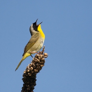 Male Common Yellowthroats sing on nesting territory in many of New York City’s larger parks. Photo: Keith Carver/<a href="https://creativecommons.org/licenses/by-nc-nd/2.0/" target="_blank" >CC BY-NC-ND 2.0</a>