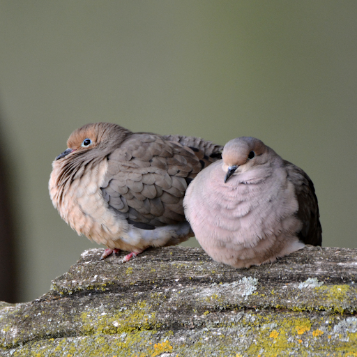 Mourning Doves. Photo: Carol Hamilton/Getty Images