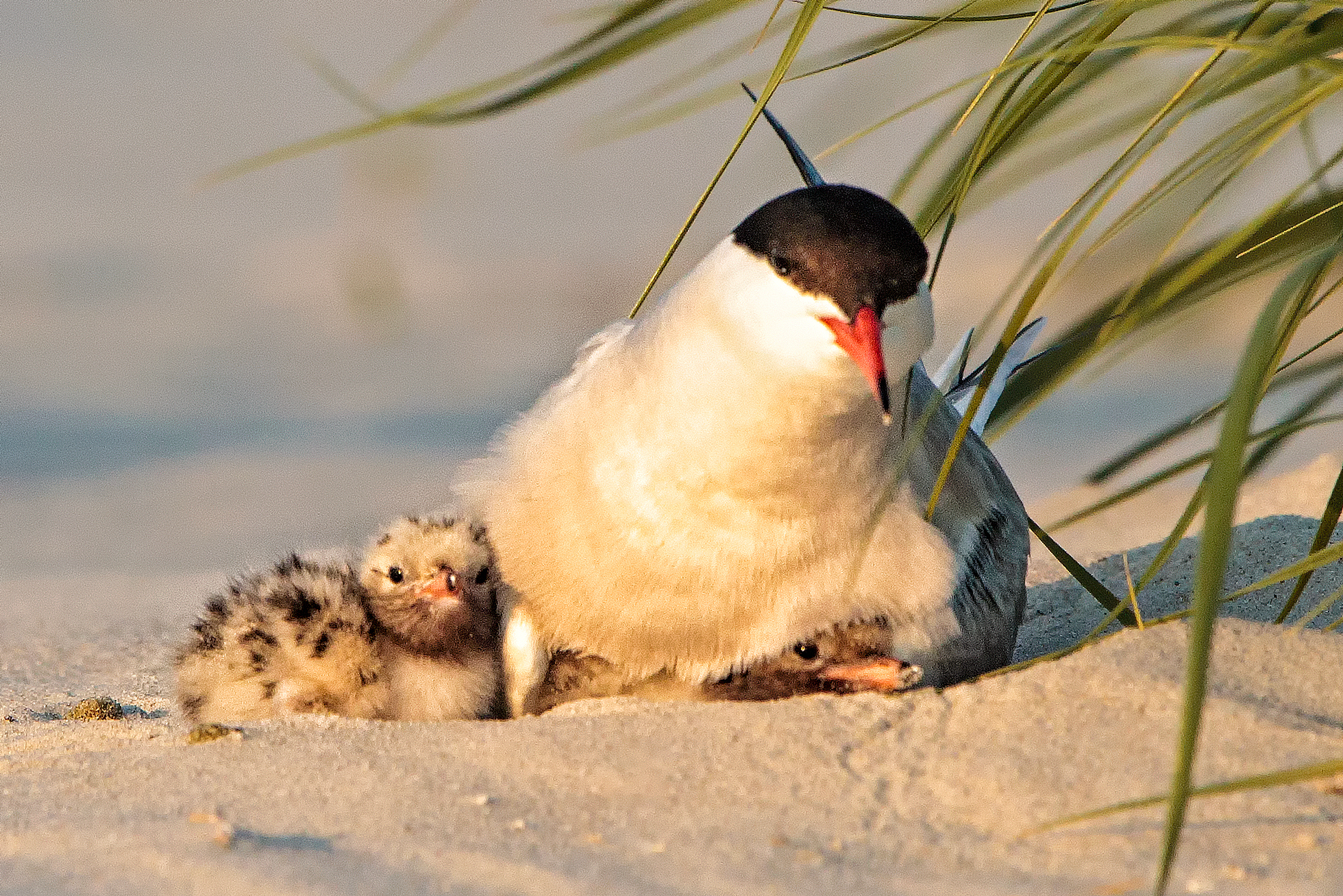 A Common Tern adult and chicks (find the second chick!). Photo: <a href="https://www.pbase.com/btblue" target="_blank">Lloyd Spitalnik</a>