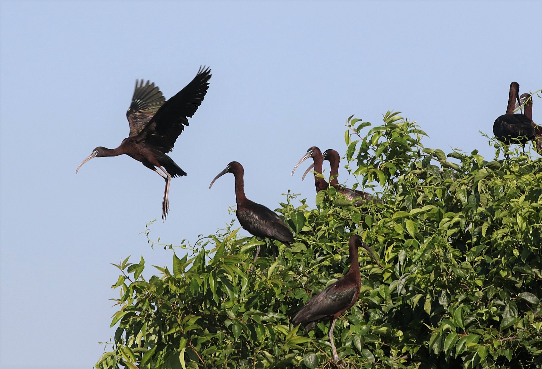 Glossy Ibis are among the seven wader species that regularly nest on Jamaica Bay’s Subway Island. Photo: Don Riepe