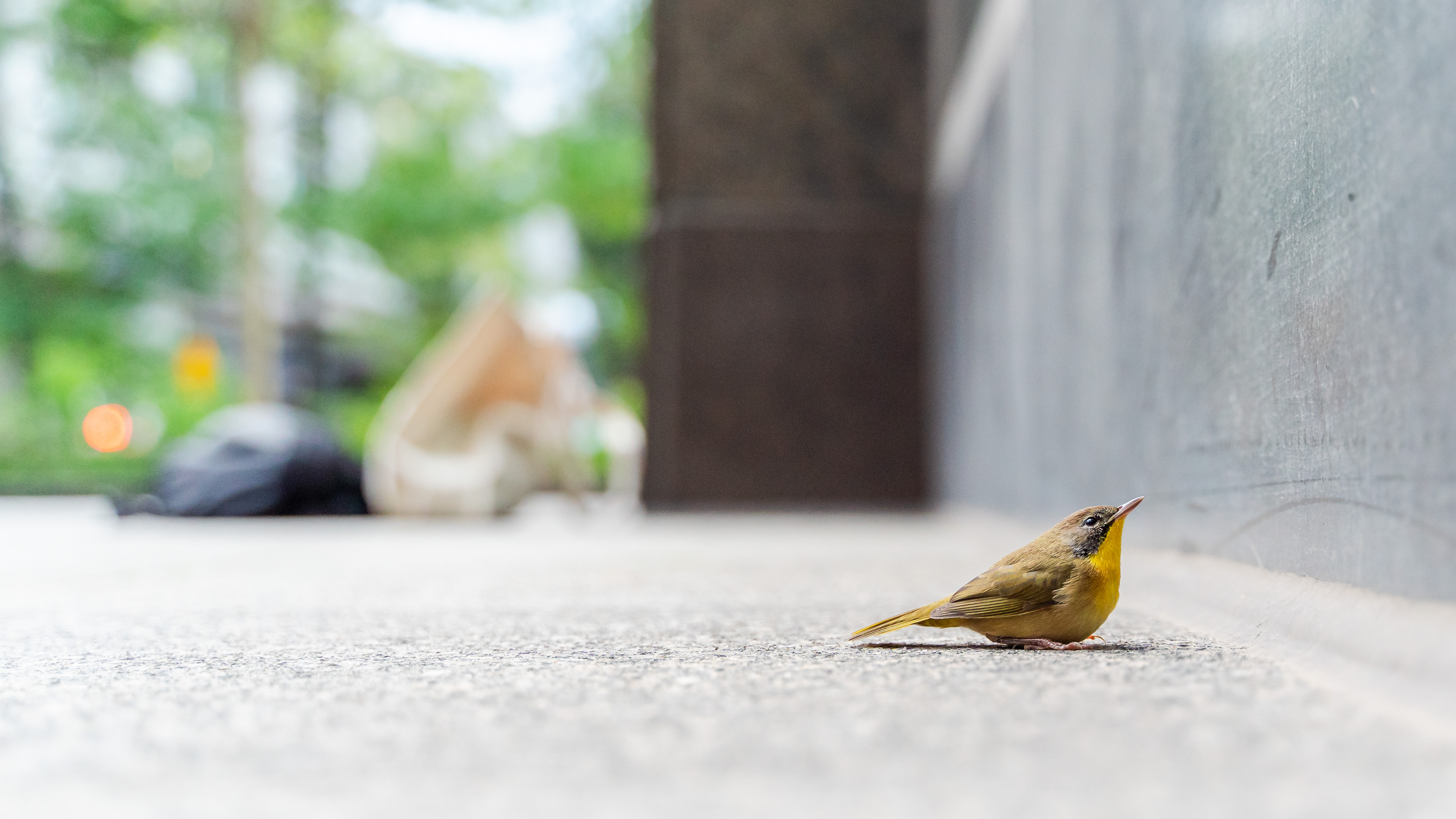 A stunned Common Yellowthroat lifelessly faces the wall. Many stunned collision victims lose the coordination and strength to resume flight and instead remain motionless and vulnerable for up to hours. Photo by Winston Qin.