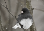 A male Dark-eyed Junco. Photo: <a href="https://laurameyers.photoshelter.com/index" target="_blank" >Laura Meyers</a>