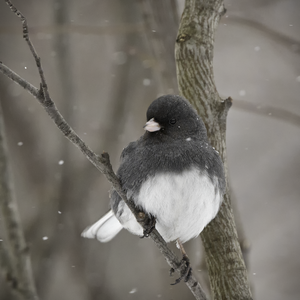 A male Dark-eyed Junco. Photo: <a href="https://laurameyers.photoshelter.com/index" target="_blank" >Laura Meyers</a>