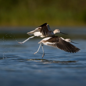 The graceful American Avocet is an occasional migratory visitor to Jamaica Bay. Photo: <a href="https://www.fotoportmann.com/" target="_blank">François Portmann</a>