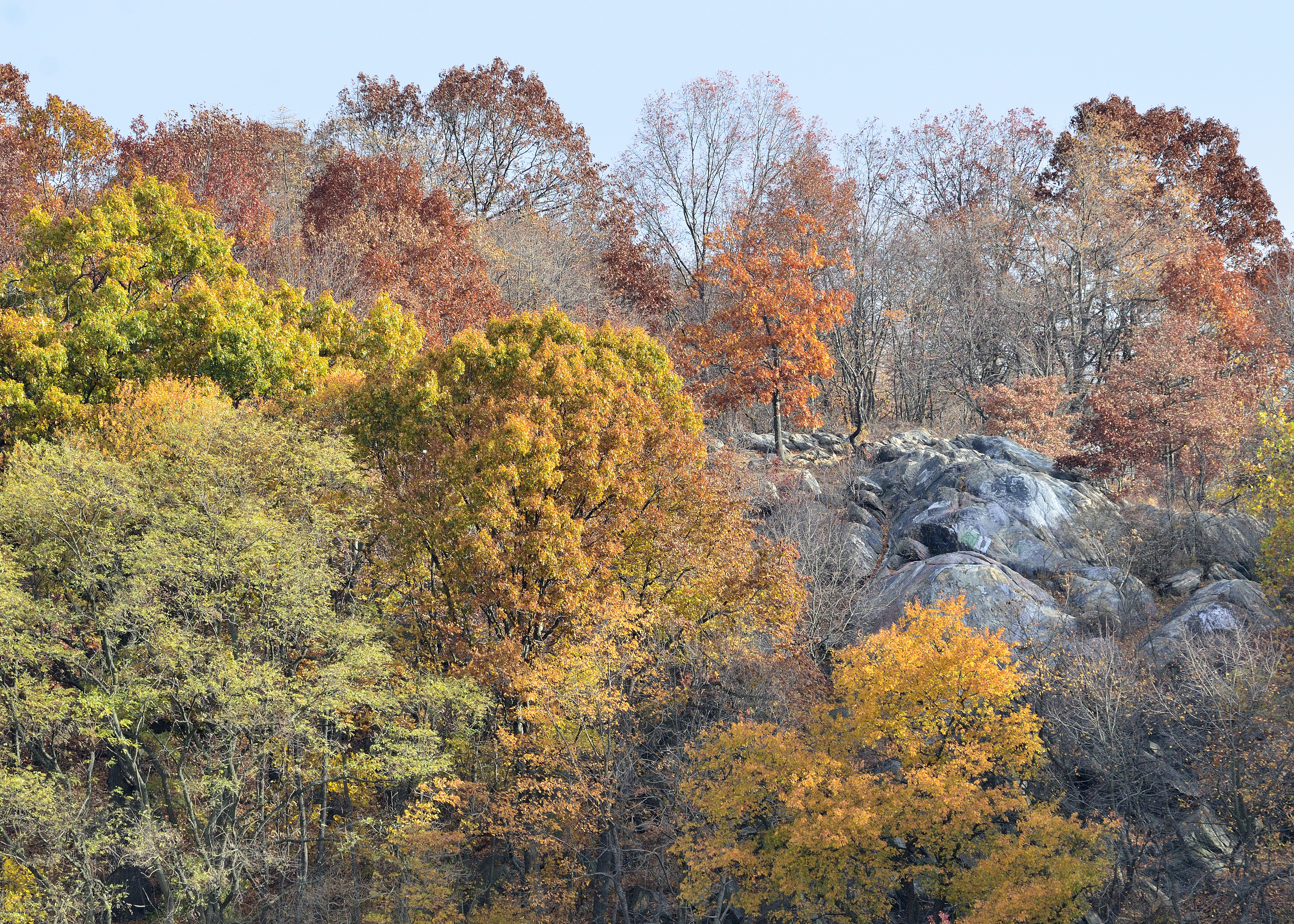 The rocky woodlands of Van Cortlandt Park. <a href="https://www.flickr.com/photos/stevenpisano/10844163986/" target="_blank">Photo</a>: Steven Pisano/<a href="https://creativecommons.org/licenses/by-nc/2.0/" target="_blank" >CC BY-NC 2.0</a>
