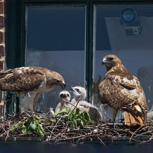 Red-tailed Hawks have become a common breeding bird in New York City over the past 30 years. Photo: <a href="http://www.fotoportmann.com/" target="_blank" >François Portmann</a>