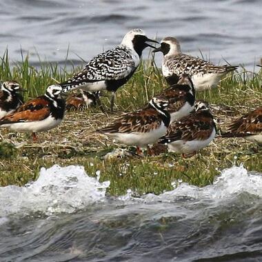 Dramatically patterned Ruddy Turnstones rest alongside two Black-bellied Plovers on a bank of Jamaica Bay salt marsh. Photo: <a href="https://www.facebook.com/don.riepe.14" target="_blank">Don Riepe</a>