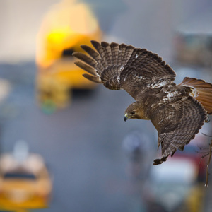 A parent Red-tailed Hawk flies from its nest over the New York City streets. Photo: <a href="https://www.fotoportmann.com/" target="_blank">François Portmann</a>
