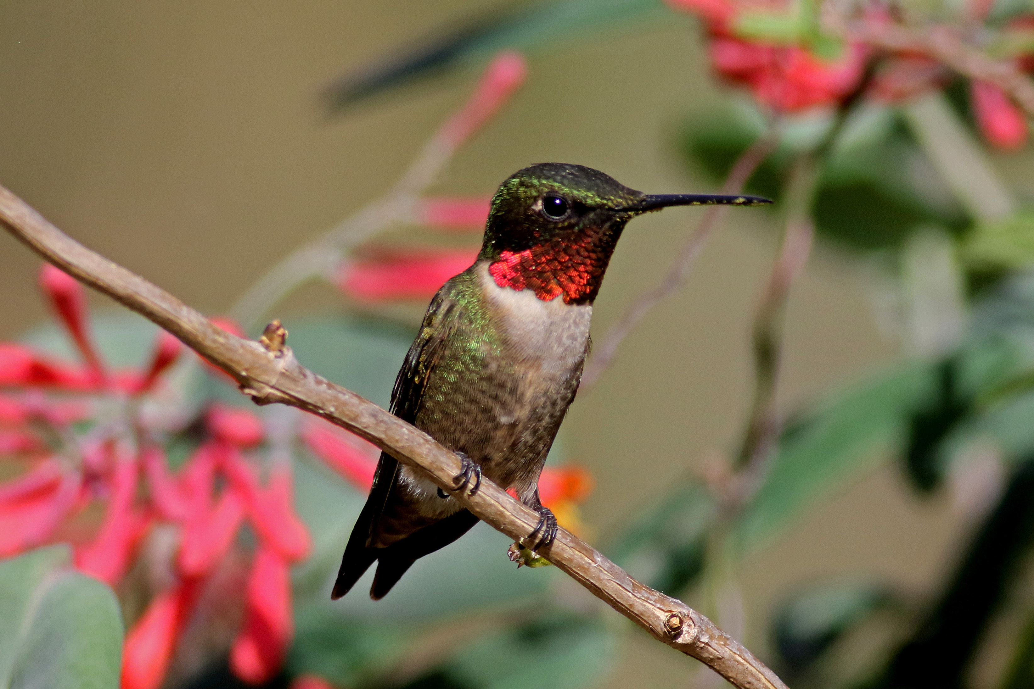 A male Ruby-throated Hummingbird perched among native Coral Honeysuckle flowers. Photo: Will Stuart