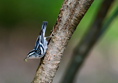 An adult female or first-year male Black-and-white Warbler (note the white throat) in a typical nuthatch-like position. Photo: Robert Cook/Audubon Photography Awards